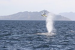 Свершившаяся революция в китовой отоларингологии нашла новое применение средствам гражданской авиации 