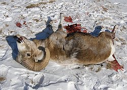 Дело о вертолетной охоте: объект охоты  