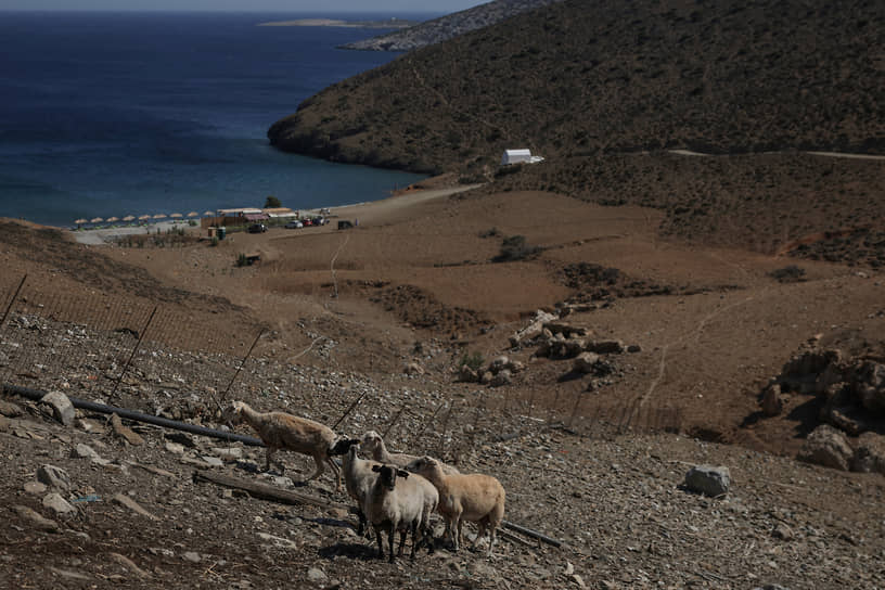 Овцы пасутся на высохшем пастбище у моря, остров Астипалея, Греция