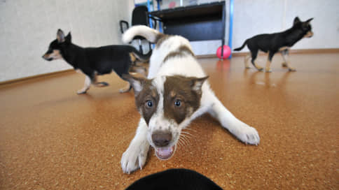 Правительство выступает против ОСАГО для собак