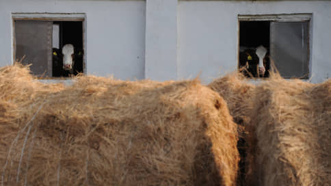 Коровная вражда // Поголовье крупного рогатого скота сократилось в первом квартале