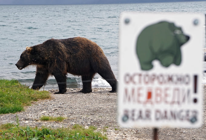 У регионов есть все полномочия для регуляции численности медведей, утверждают в Минприроды