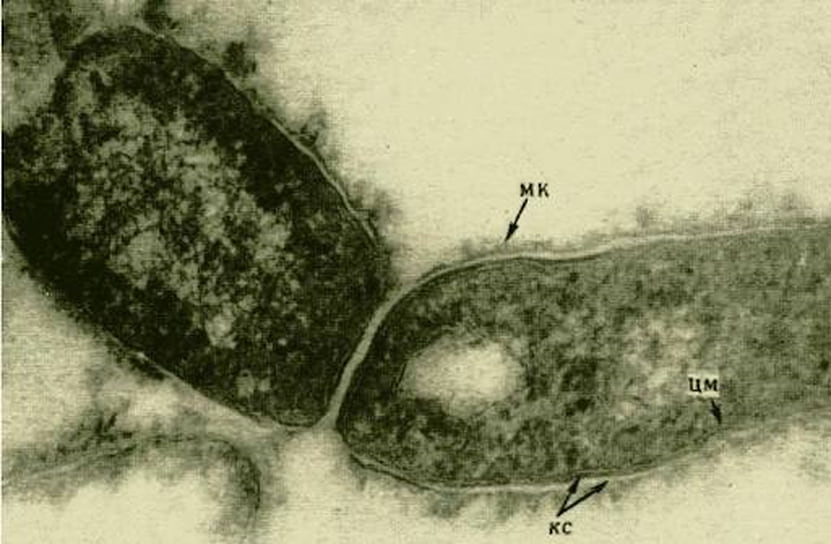 Электронная микрофотография M. tuberculosis. МК – микрокапсула; КС – клеточная стенка; ЦМ – цитоплазматическая мембрана.