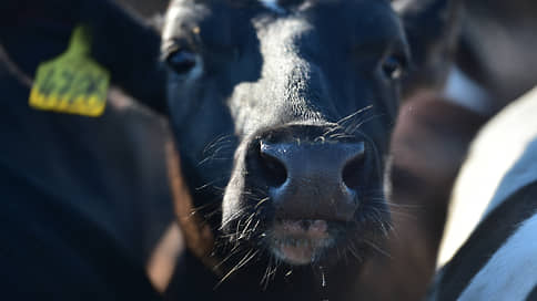 Пастереллез вносят в бюджет // Ликвидация вспышек болезни обошлась Новосибирской области в 0,8 млрд рублей