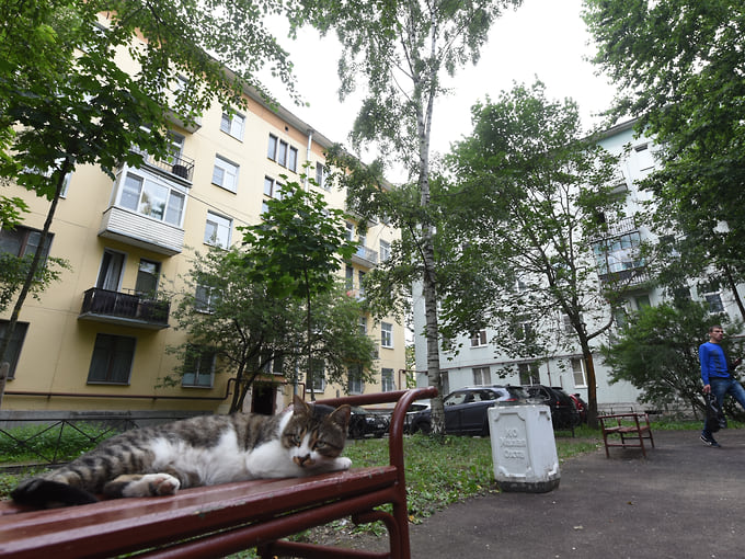 В Петербурге депутат попросил возбудить дело из-за избиения кошек в Кировском районе