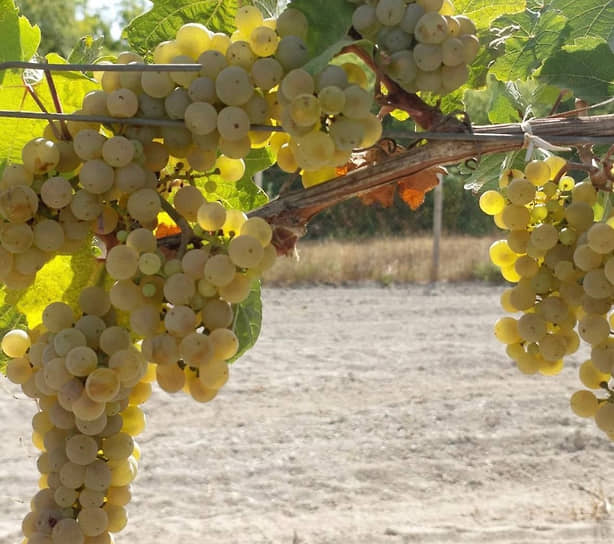 Винодельня Bakla Vines