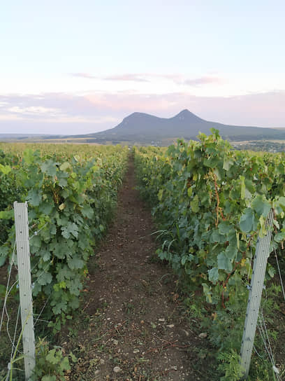 Виноградники Tempelhof Winery