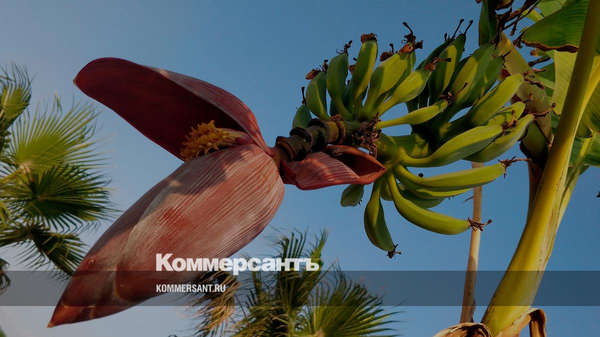 В Ставрополье началось строительство комплекса по выращиванию бананов