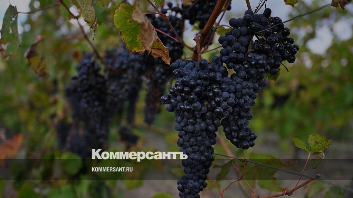 В Крыму в 2025 году заложили 1,698 тыс. га виноградников, рост на 2,3% —  Минсельхоз