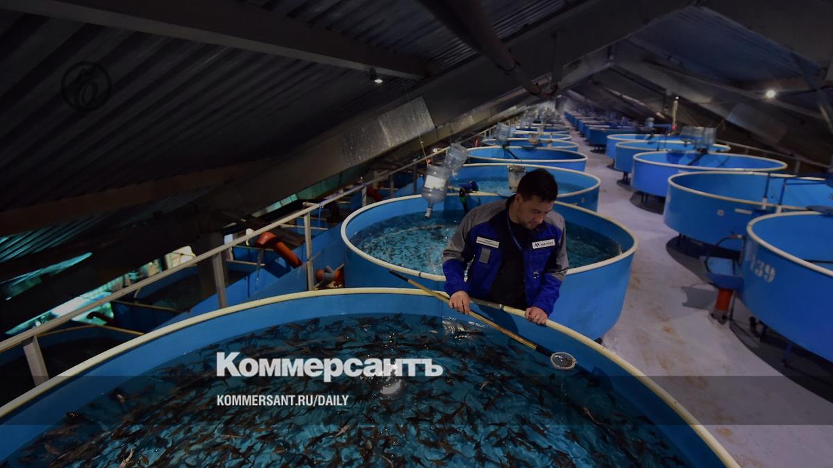 ФАС отказалась вводить мораторий на штрафы за ошибки при регистрации сделок с рыбой на биржах