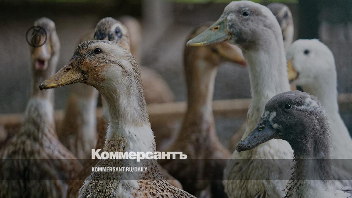 Арбитраж Челябинской области утвердил мировое соглашение и спас «Утиные фермы» от банкротства