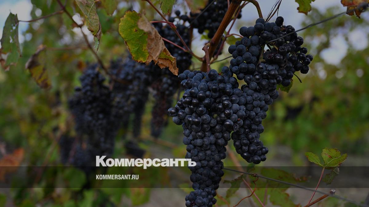 Совфед разрешил винодельням размещать наружную рекламу в своих регионах