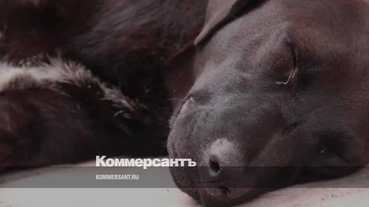 www.kommersant.ru