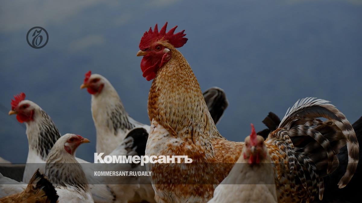 Россельхознадзор объяснил владельцам кур, что нести птиц в МФЦ не нужно