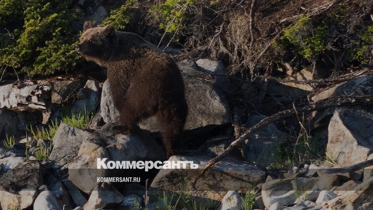 В Иркутской области и Бурятии ввели режим повышенной готовности из-за нашествия медведей
