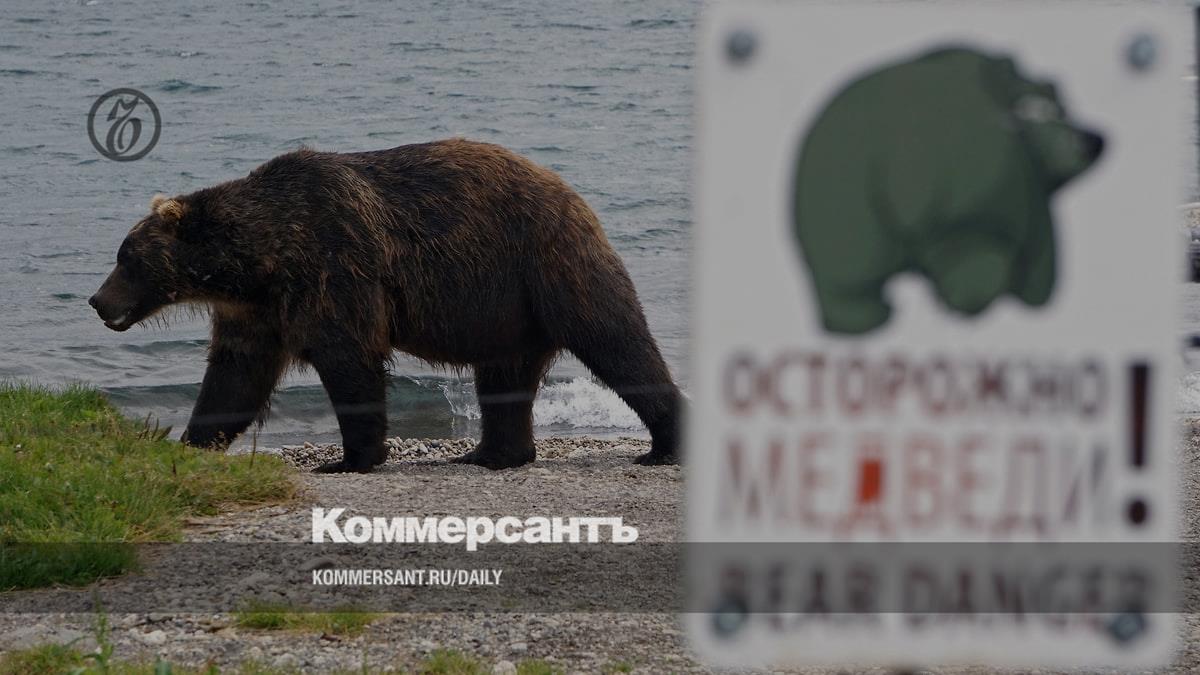 Минприроды и охотники поспорили о причинах нашествия медведей в России