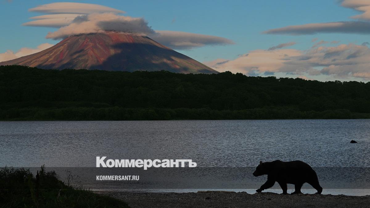 Минприроды объяснило, как регионы должны бороться с нападениями медведей