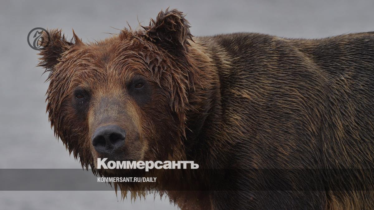Красноярские депутаты попросили Минприроды упростить отстрел медведей после гибели семи человек за месяц