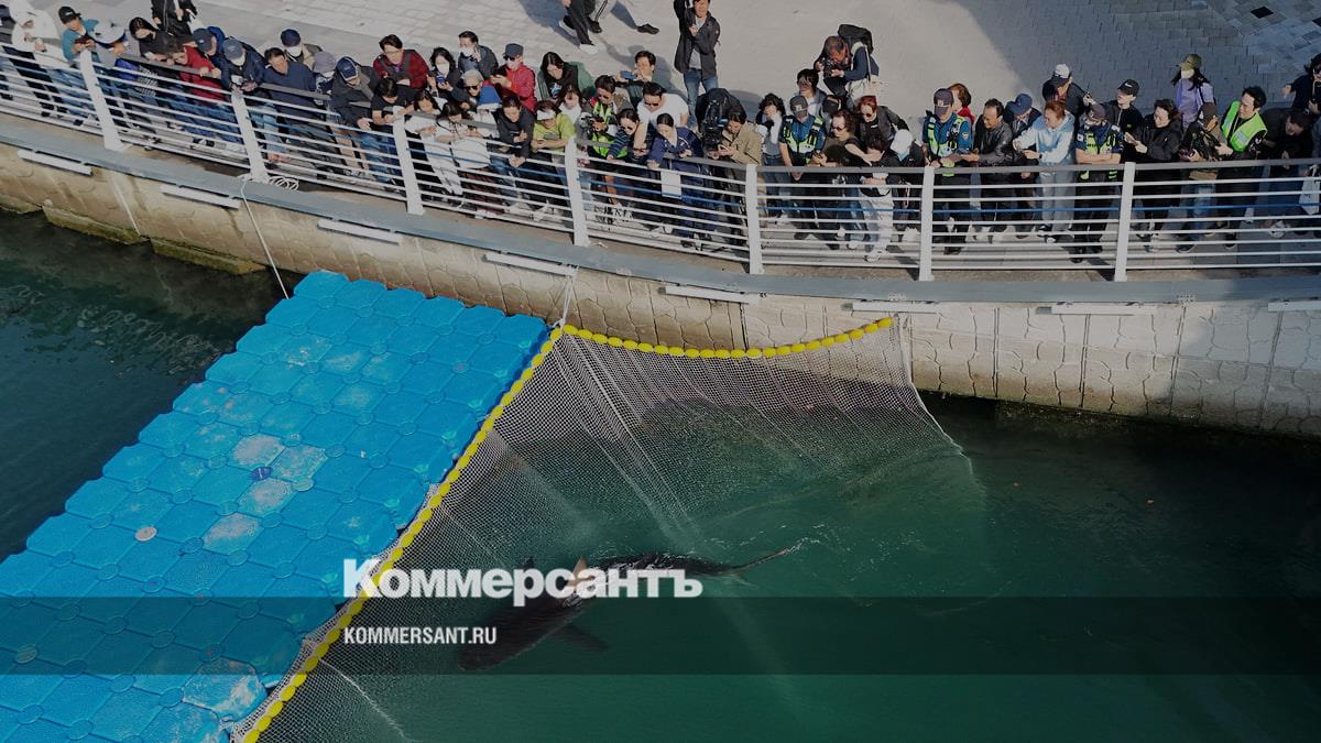 Спасённая акула Буканги через несколько часов вернулась в канал в Пусане