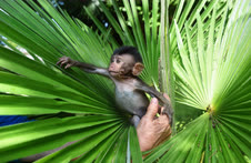 Июнь. Абхазия. Сухумский обезьяний питомник