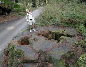Национальный парк 'Humboldt Redwoods State Park', Серверная Калифорния, в котором расположены лес гигантских деревьев 'Секвойя', Redwoods