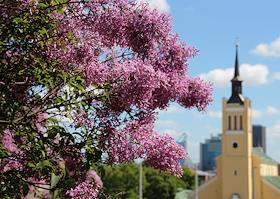 Виды Города Таллин