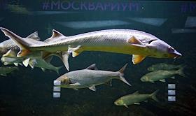 Прогулка по Москвариуму на территории ВДНХ у павильона 'Космос'